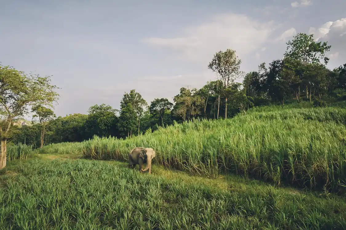 Elephant walking through long grass at Elephant Kingdom Sanctuary in Koh Samui copy