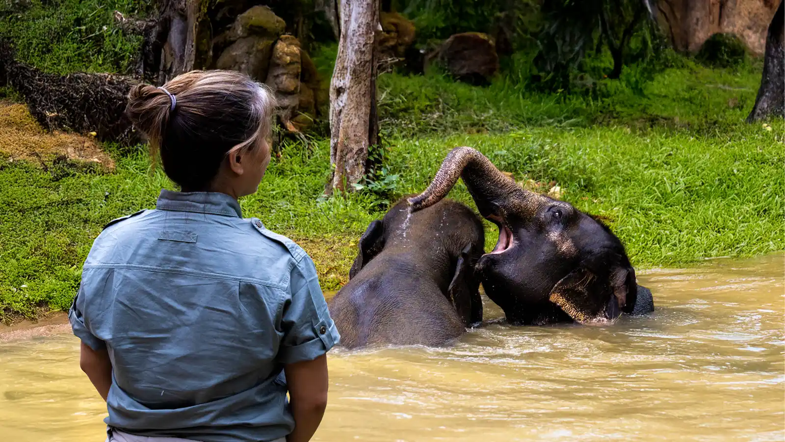 Ethical Animal Experiences in Koh Samui Thailand