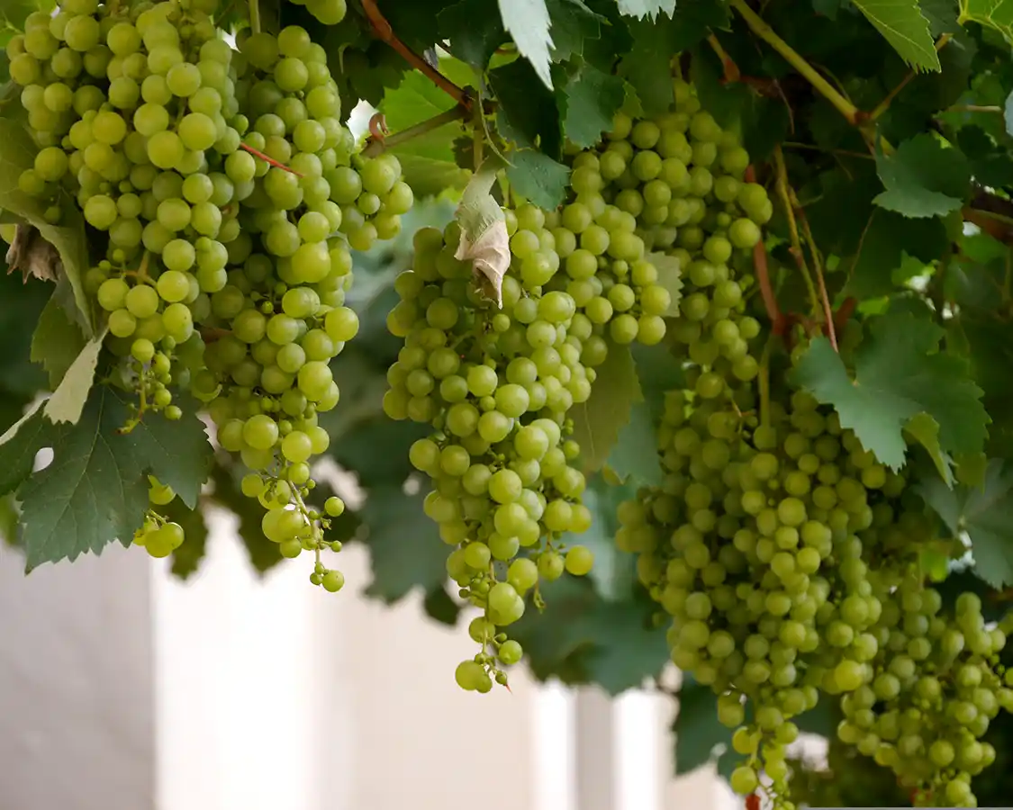 Salta wine region in Argentina