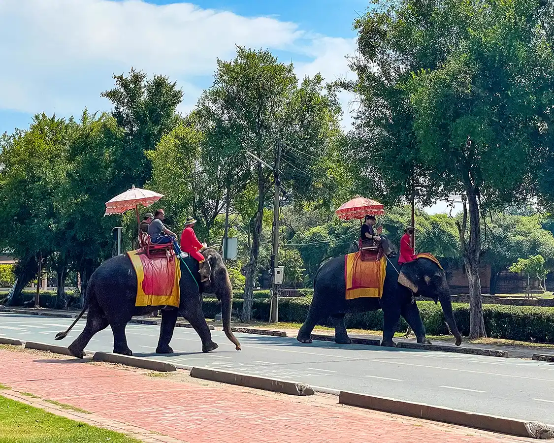Tourists ride elephants in Ayutthaya Thailand