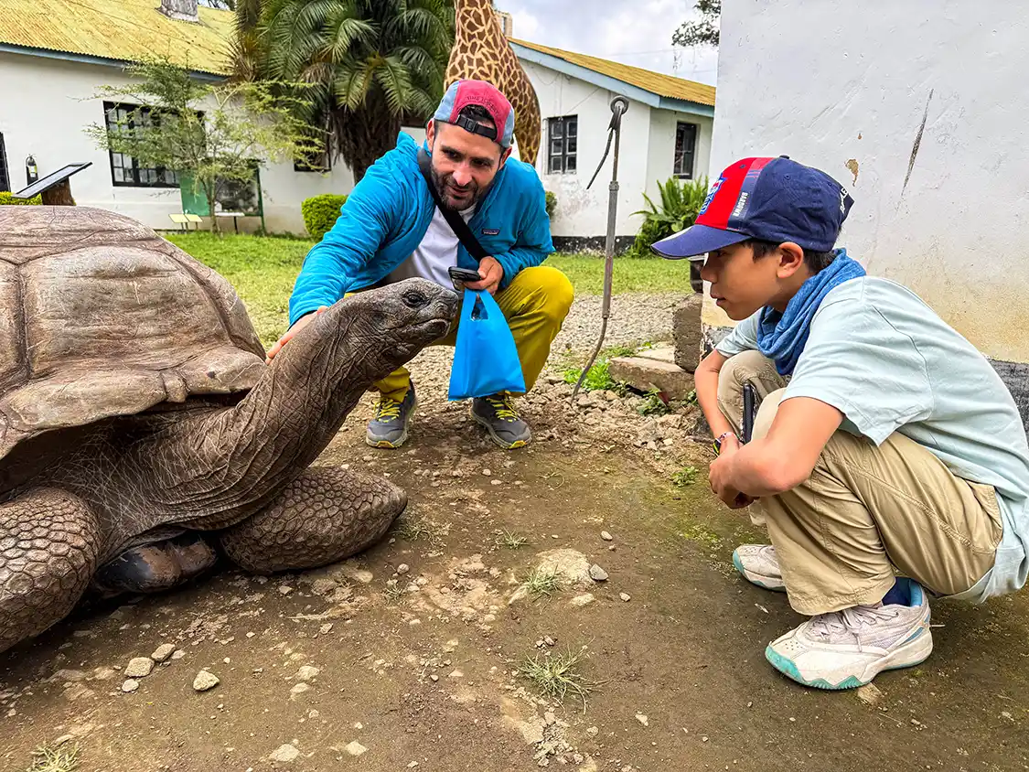 A boy meets a giant tortoise at the Boma Arusha Natural History Museum