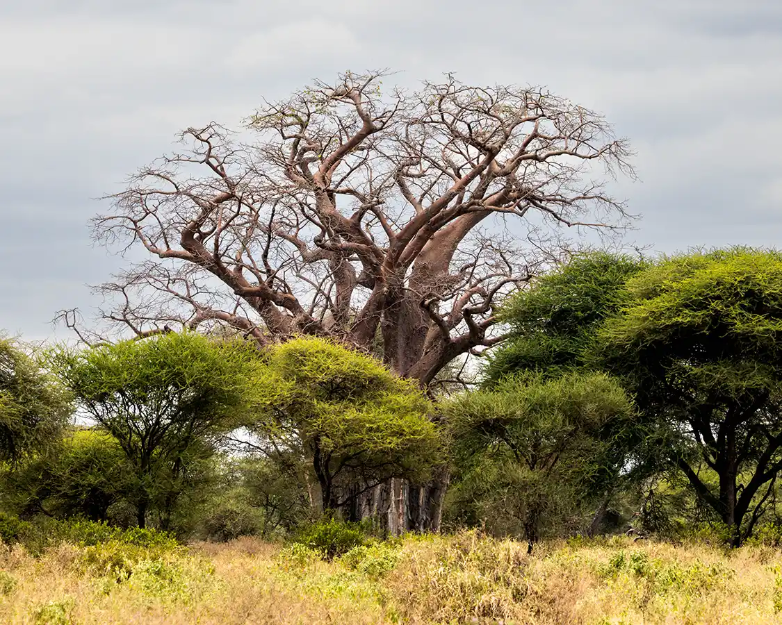 Baobob Tree towers above the forest in Tarangire National Park