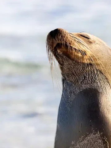 Best family cruises to the galapagos