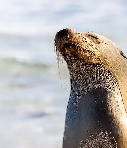 Best family cruises to the galapagos