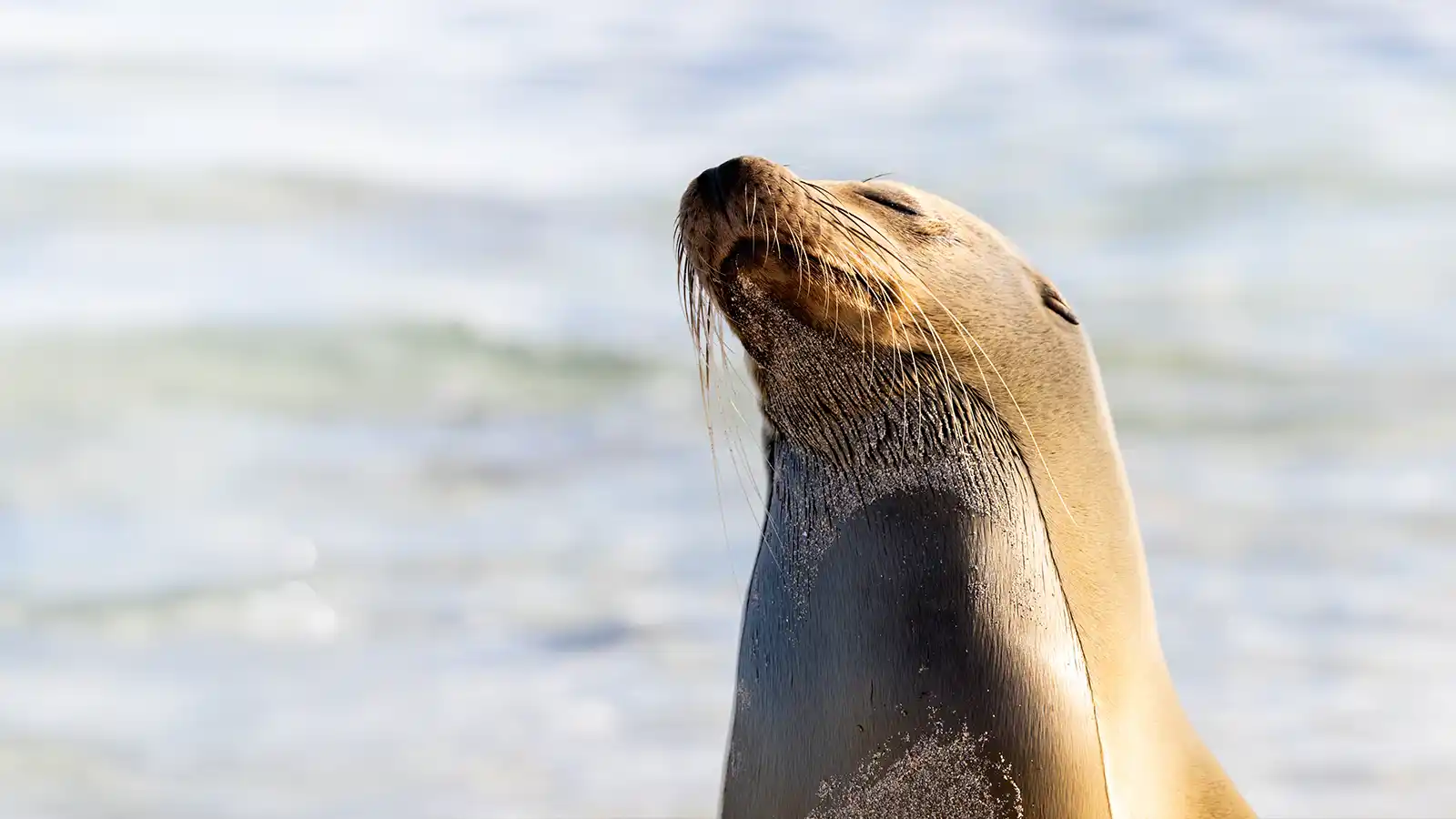 Best family cruises to the galapagos