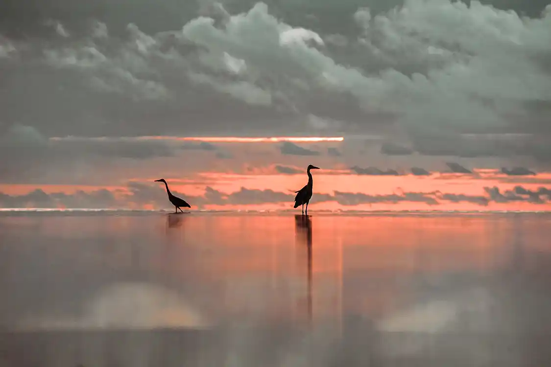 Birds at sunrise on Pemba Island Tanzania