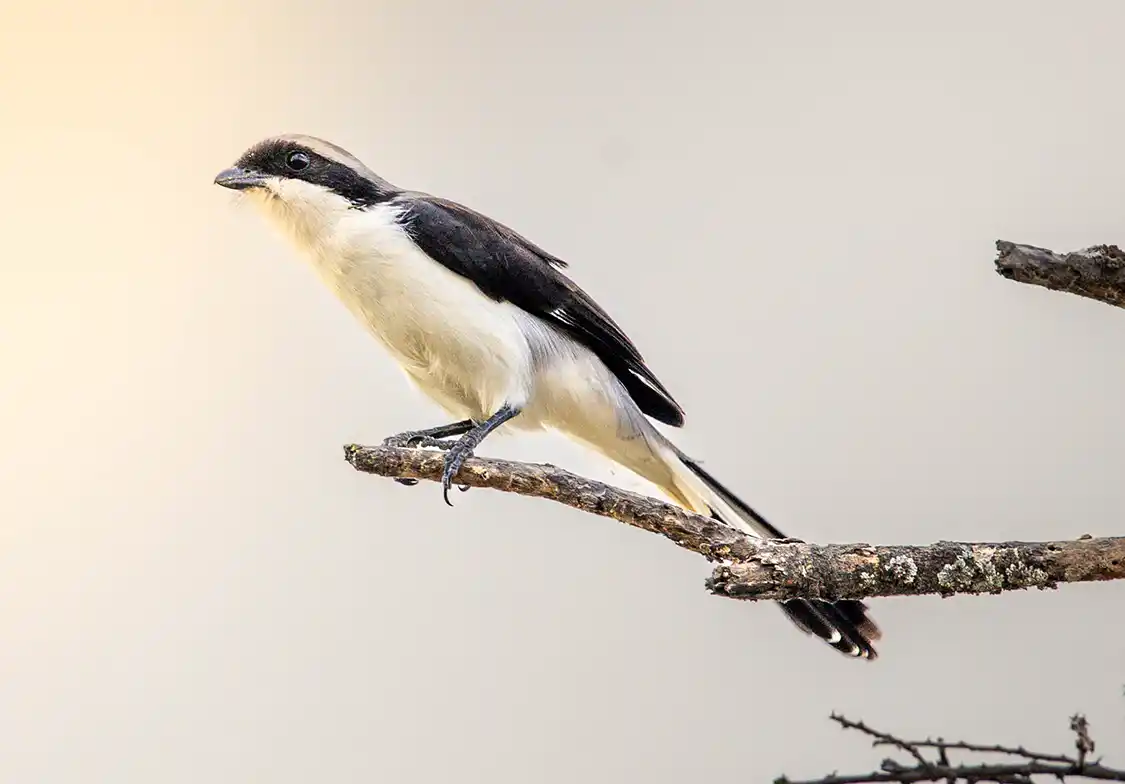 Birdwatching in Serengeti National Park