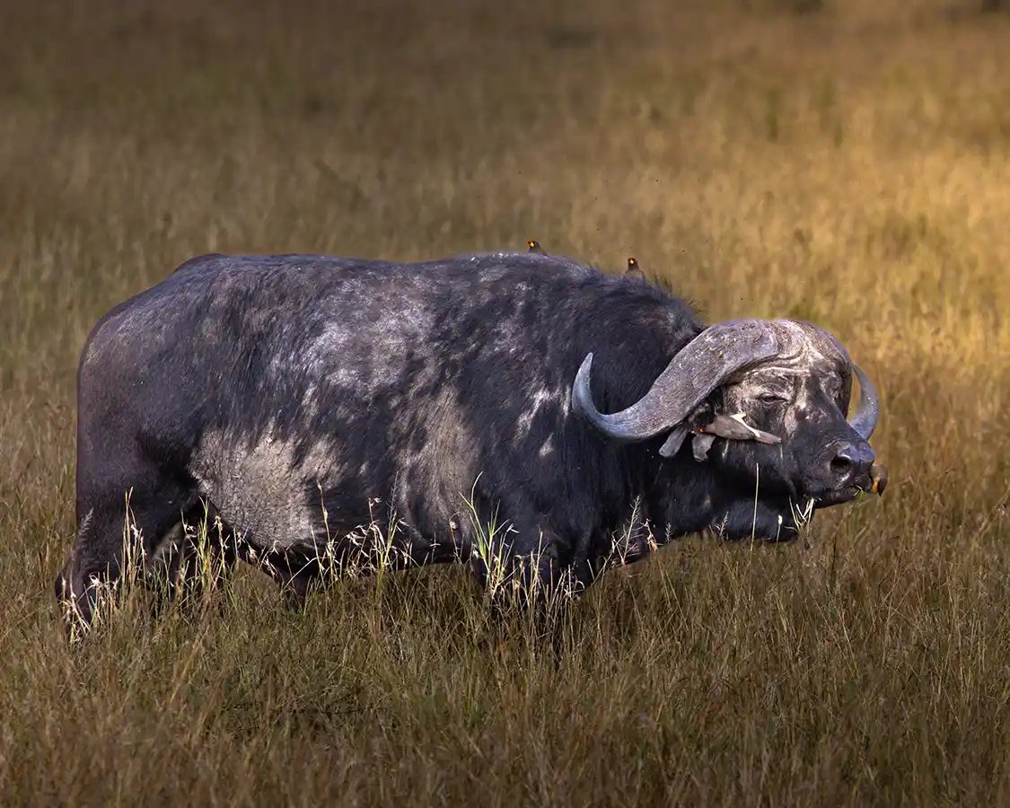 Buffalo with birds on a Serengeti family safari