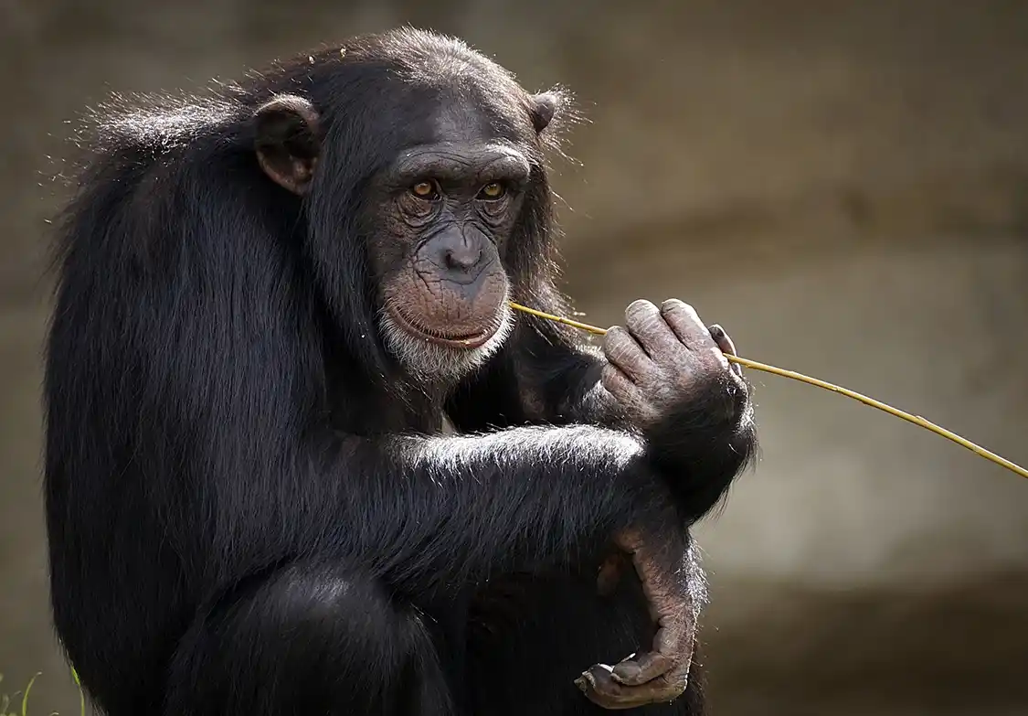 Chimpanzee in Mahale Mountains National Park Tanzania