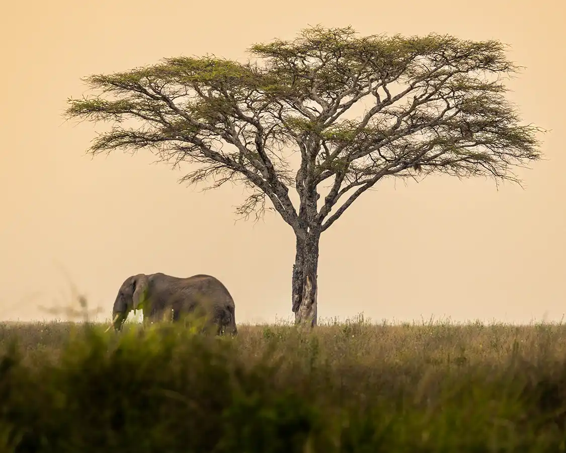 Elephant beneath an acacia tree on a Serengeti family safari