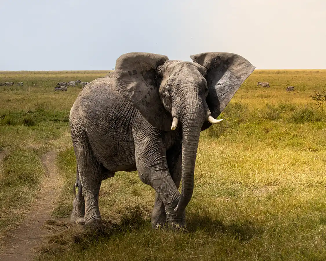 Bull Elephant in Ngorongoro Conservation Area