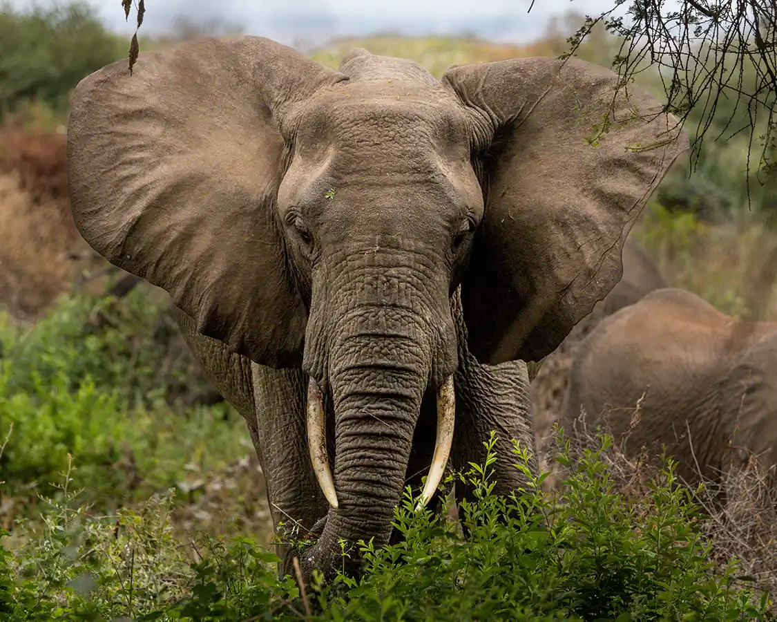 Elephants with its ears extended in Lake Manyara Tanzania