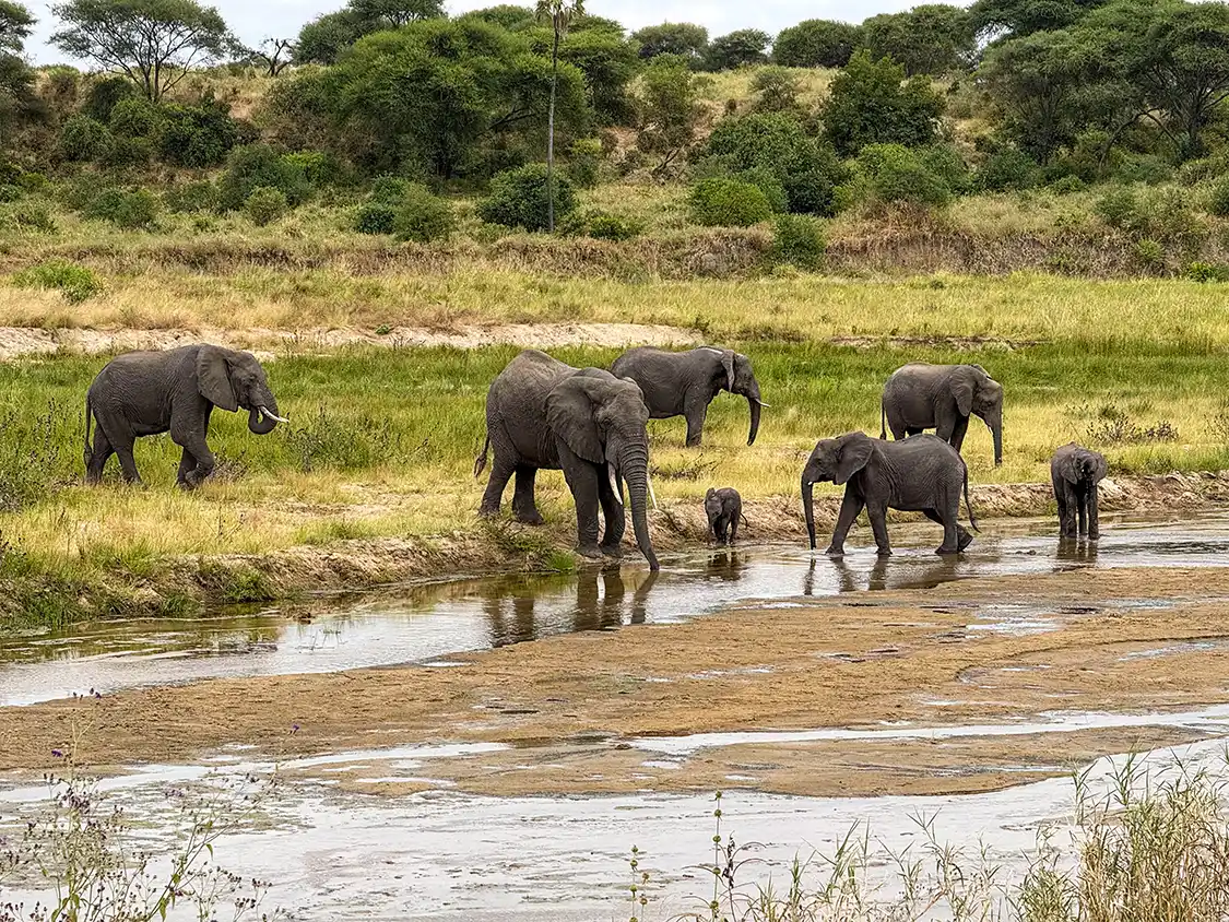 Family of elephants drink from the Tarangire River
