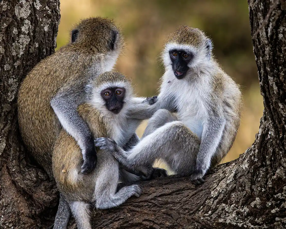 Family of vervet monkeys in a tree