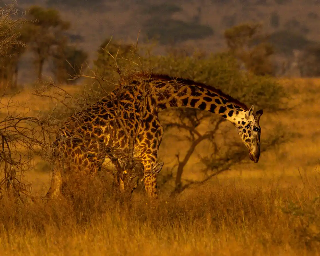 Giraffe in Arusha National Park