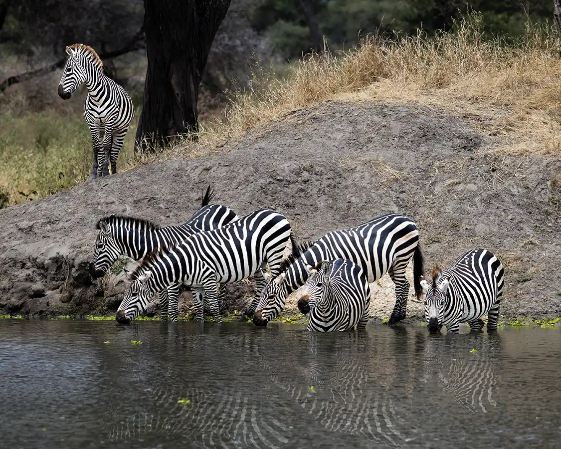 Herd of zebra drinking from a lake in Tarangire