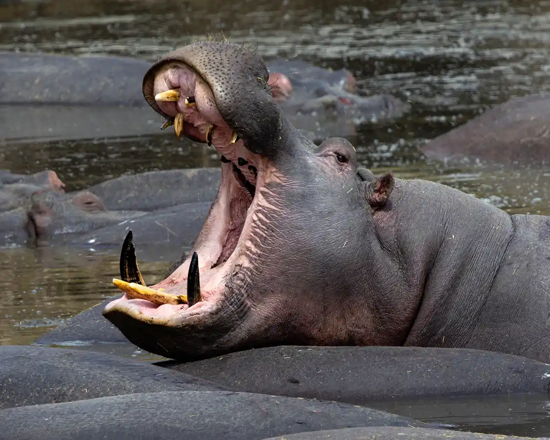 Hippo pool seen on a Serengeti safari with kids