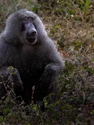 Lake Manyara Family Safari