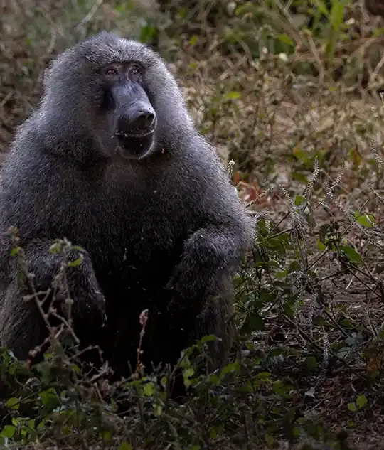 Lake Manyara Family Safari