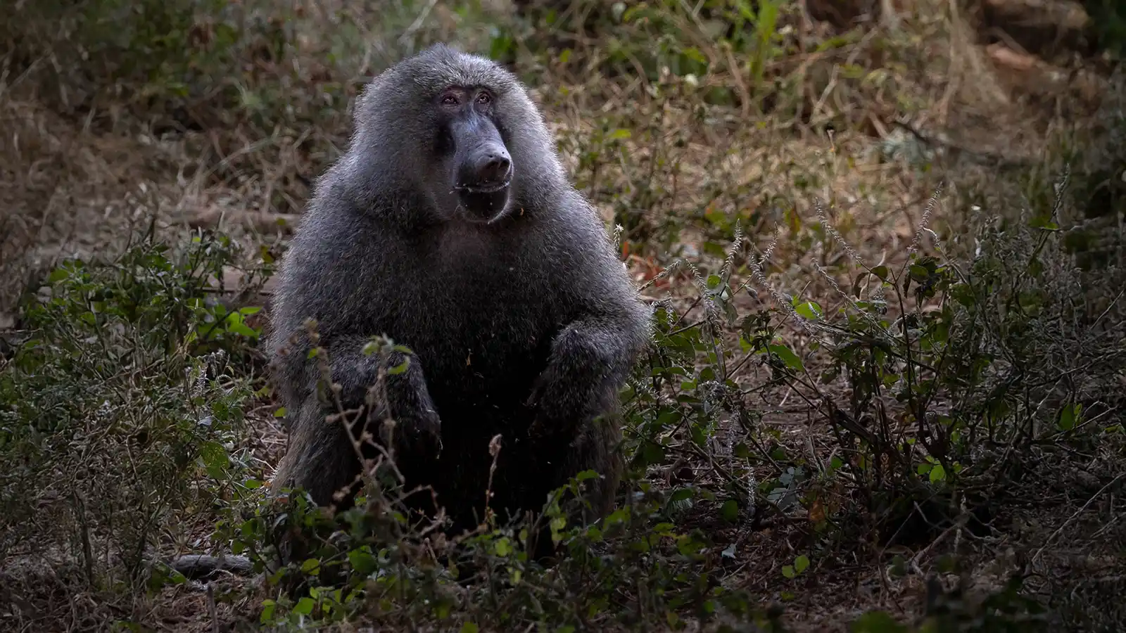 Lake Manyara Family Safari
