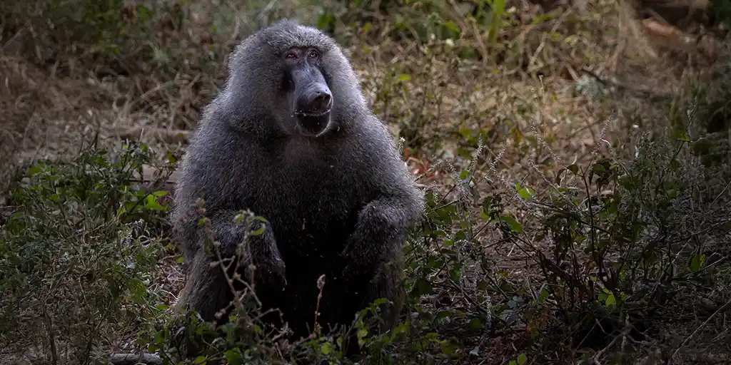 Lake Manyara Family Safari