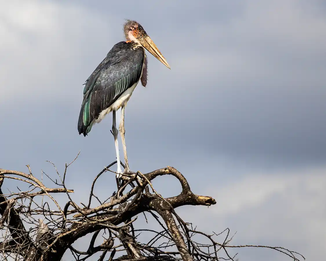 Maribou stork sits in a treetop in Tarangire