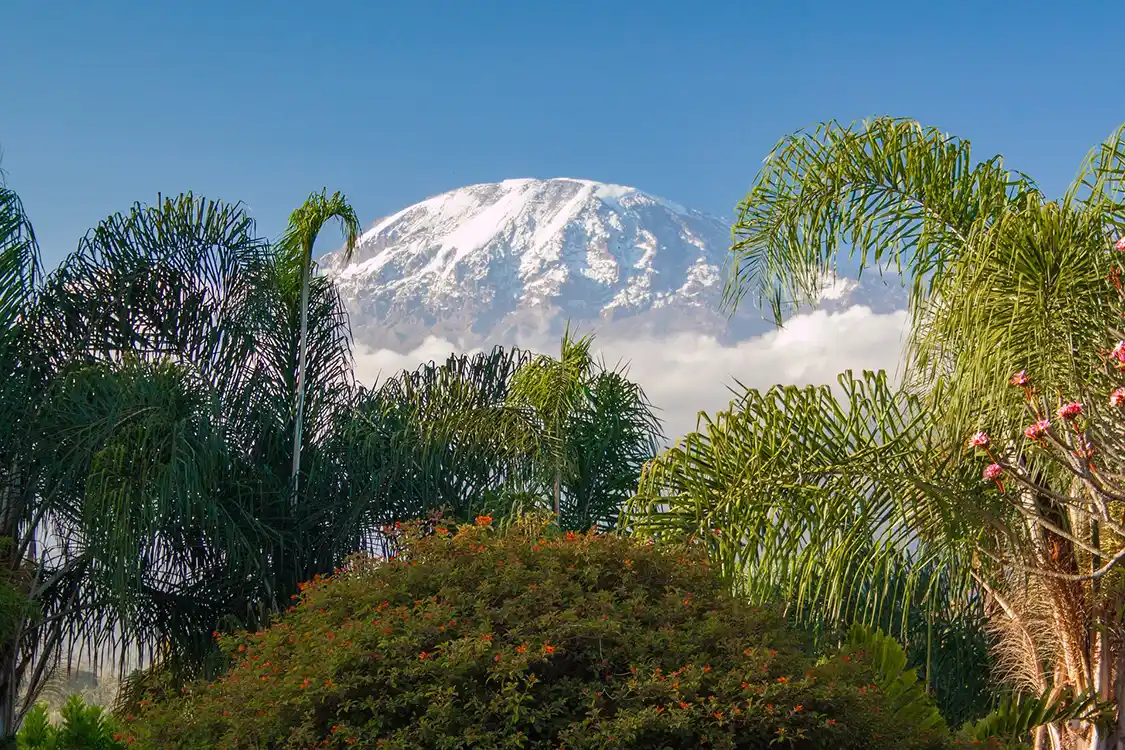 Mount Kilimanjaro seen through trees in Tanzania