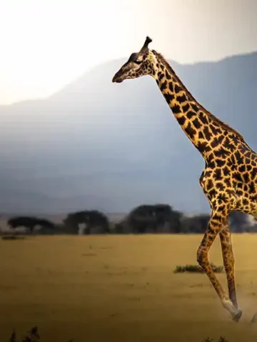 Serengeti-Family-Safari