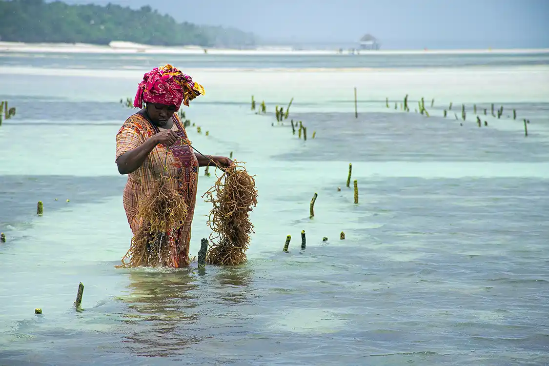 Tanzanian woman harvesting seaweed in Zanzibar