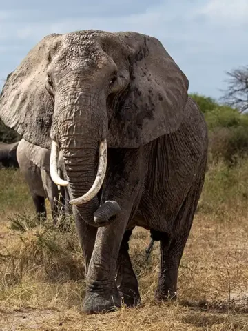 Tarangire Family Safari