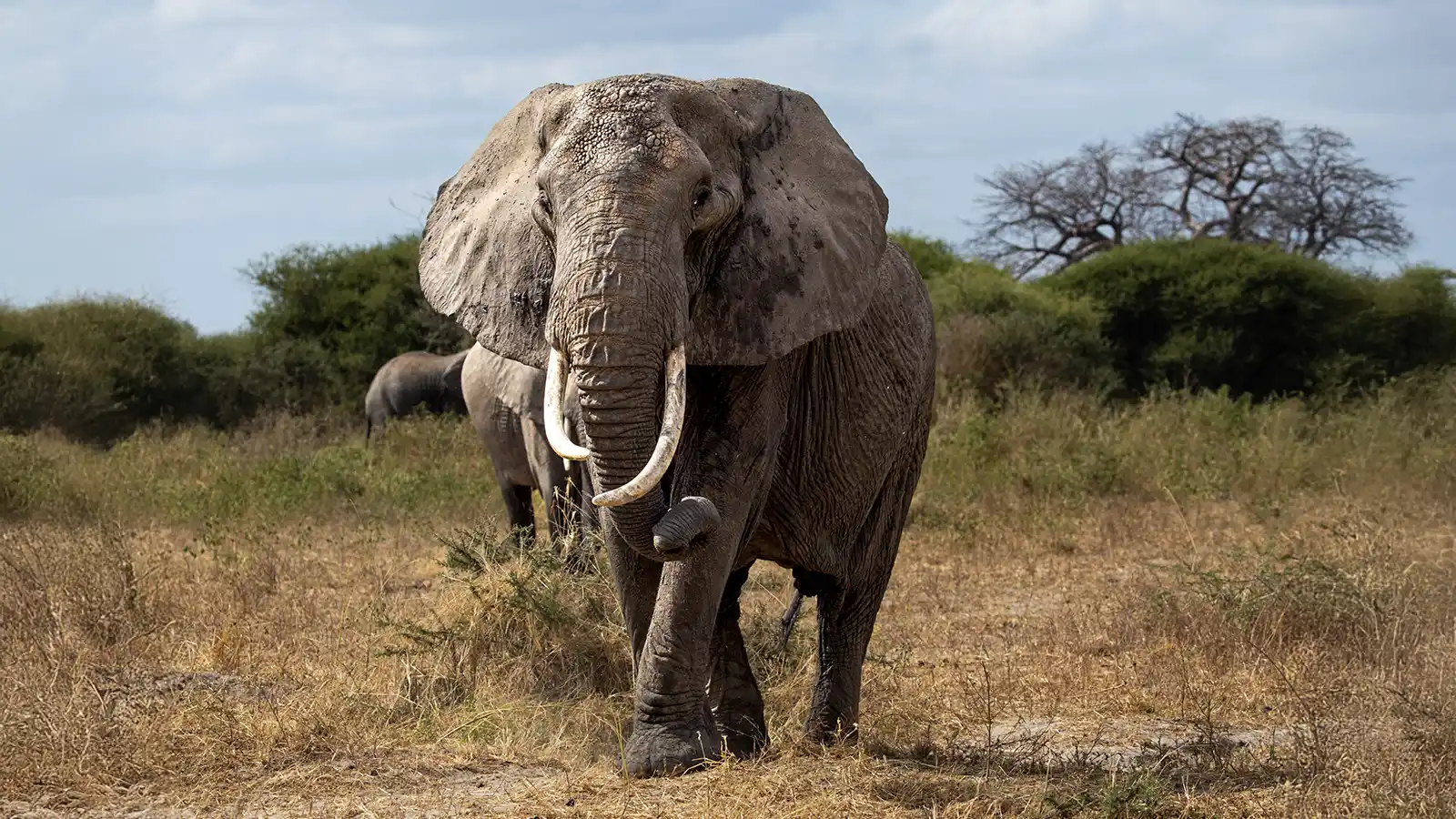 Tarangire Family Safari