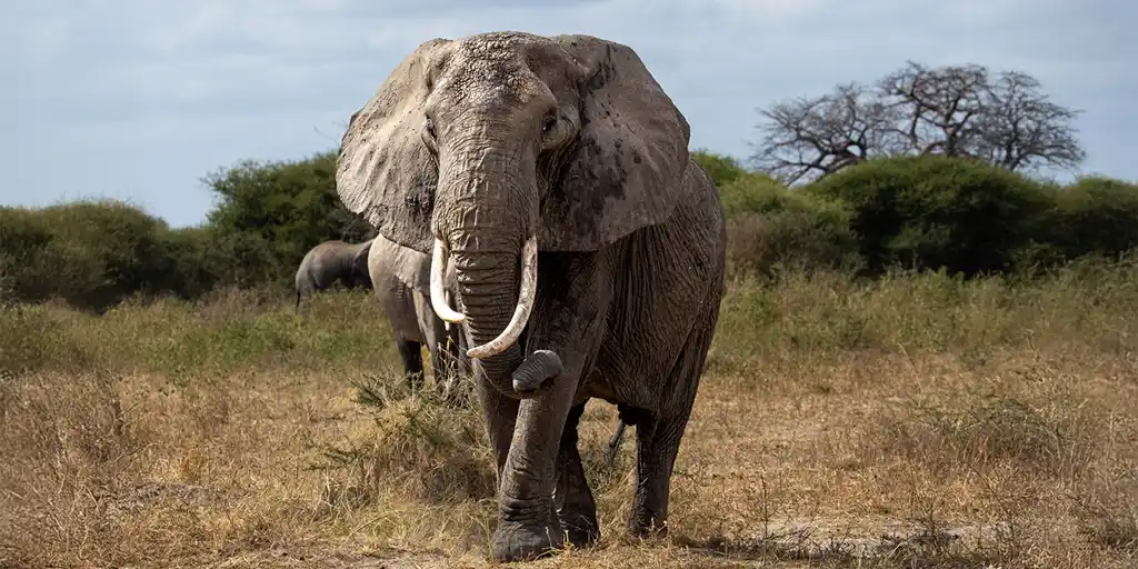 Tarangire Family Safari