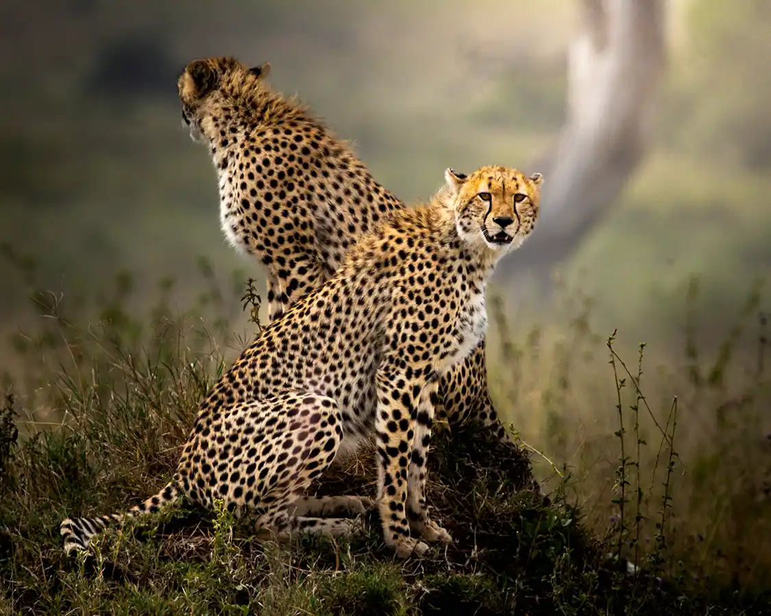 Two cheetahs stand on a termite mound in Serengeti National Park