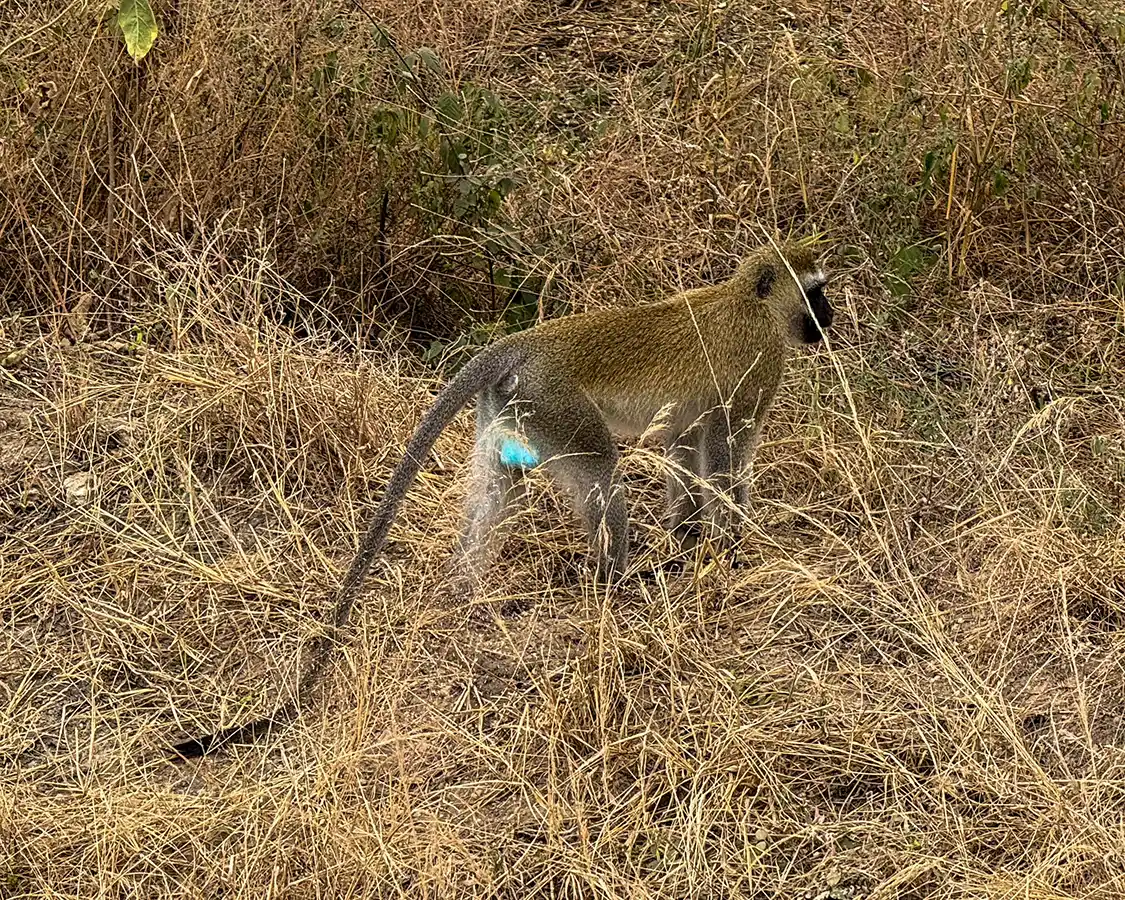 Vervet monkey showing its blue parts to the camera