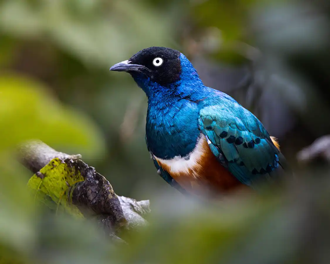 superb starling in Tarangire National Park