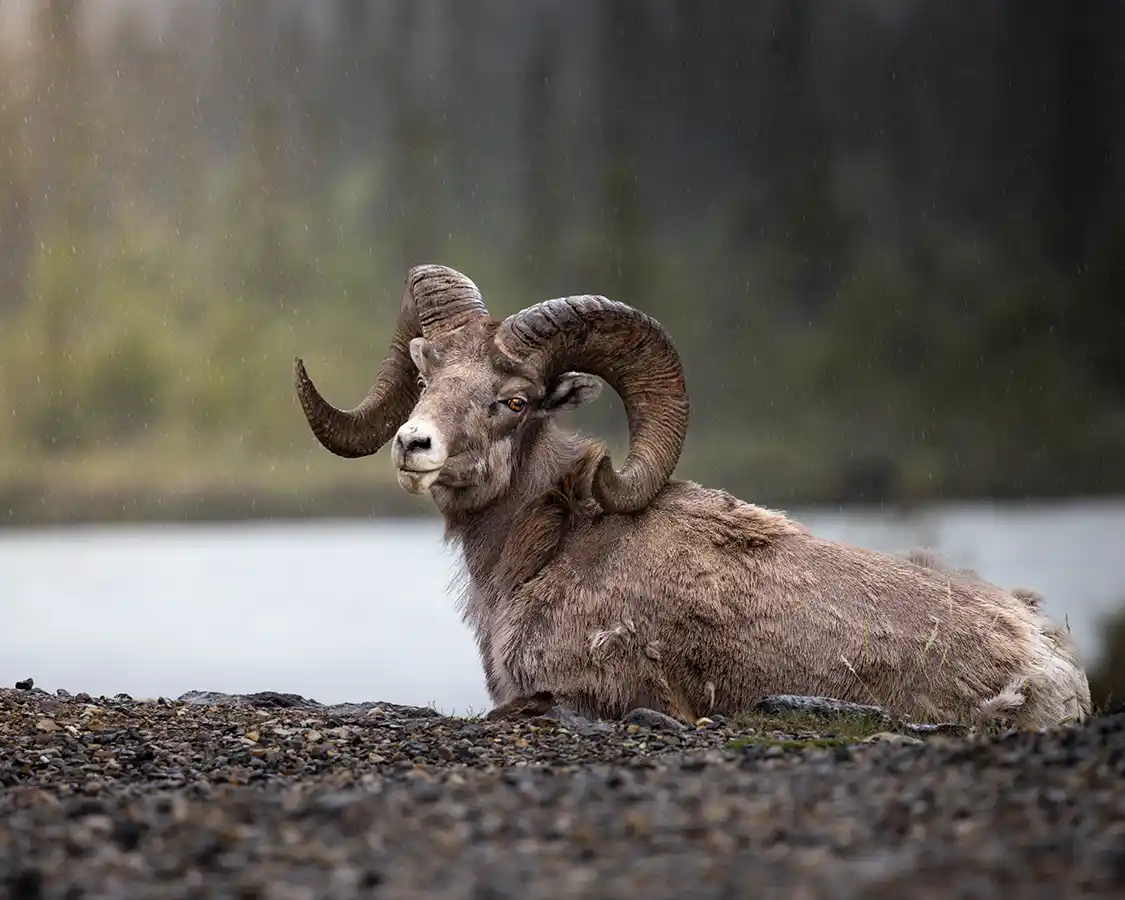 A Bighorn Sheep Ram in the rain near Miette Alberta