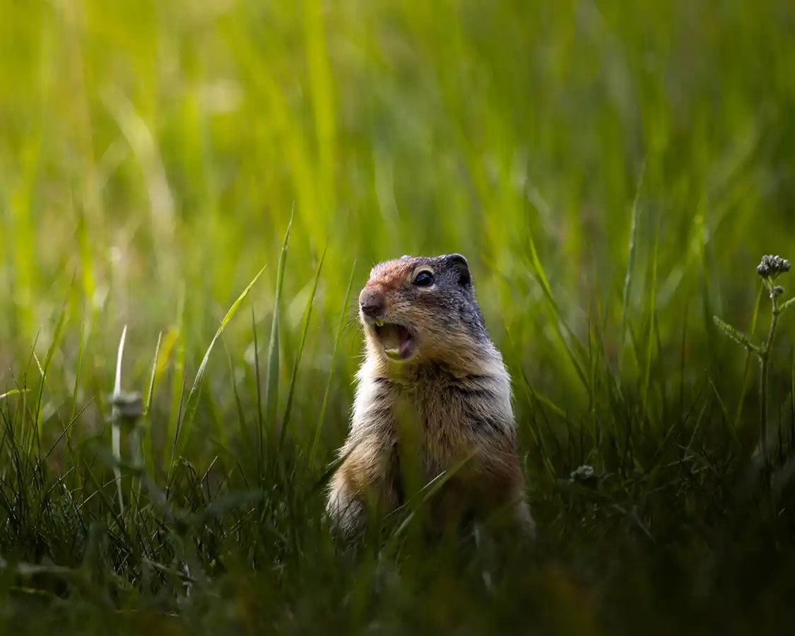 A Columbian ground squirrel lets out a chirp along the Bow Valley Parkway