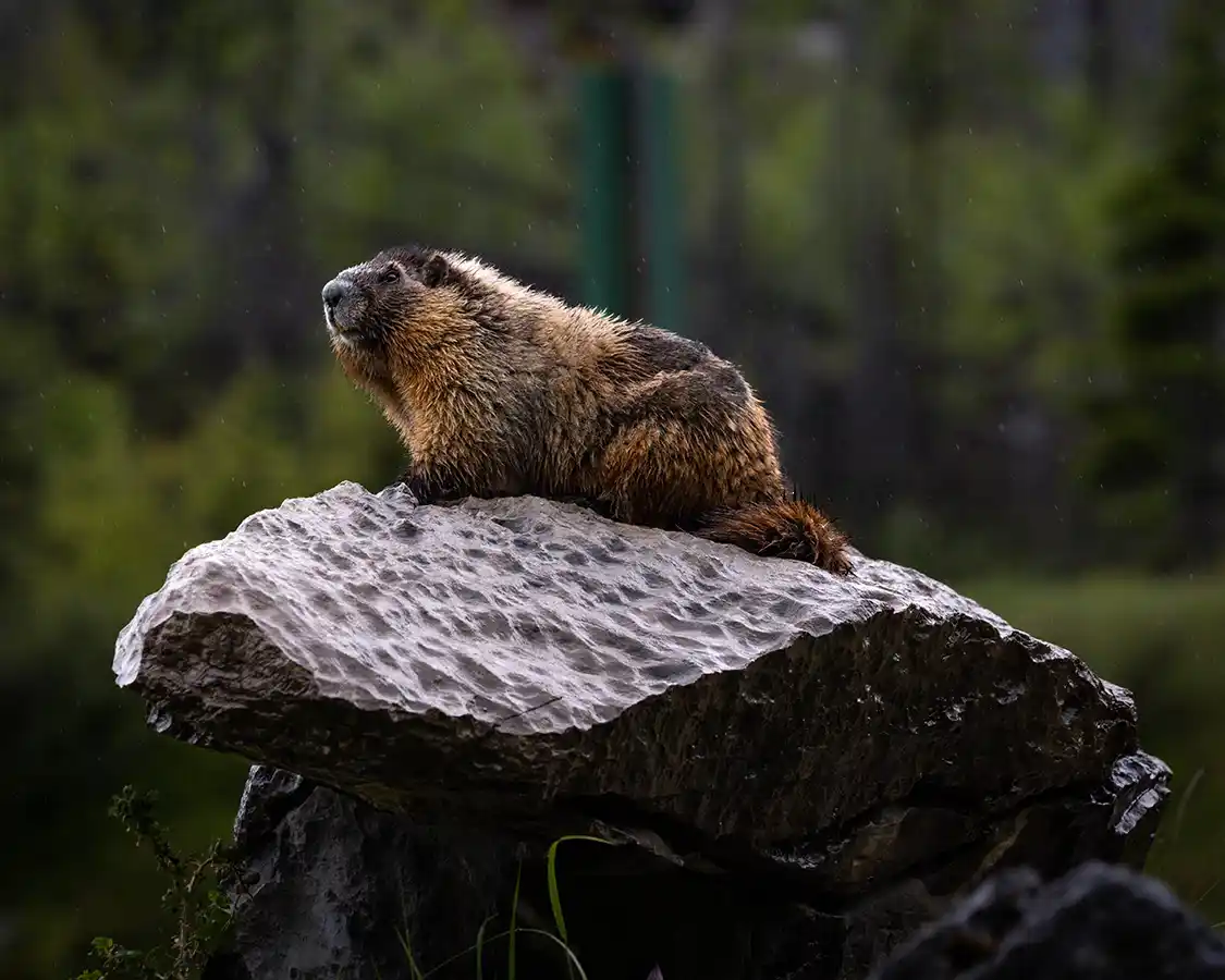 A Hoary Marmot rests on a rock near Maligne Lake Alberta