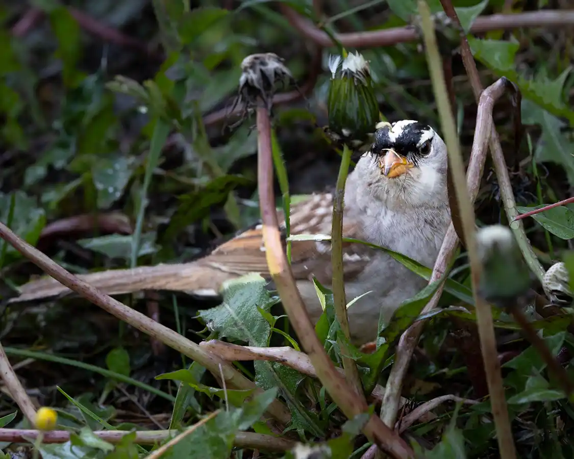A White-crowned Sparrow in the grass near Vermilion Lake in Banff Alberta