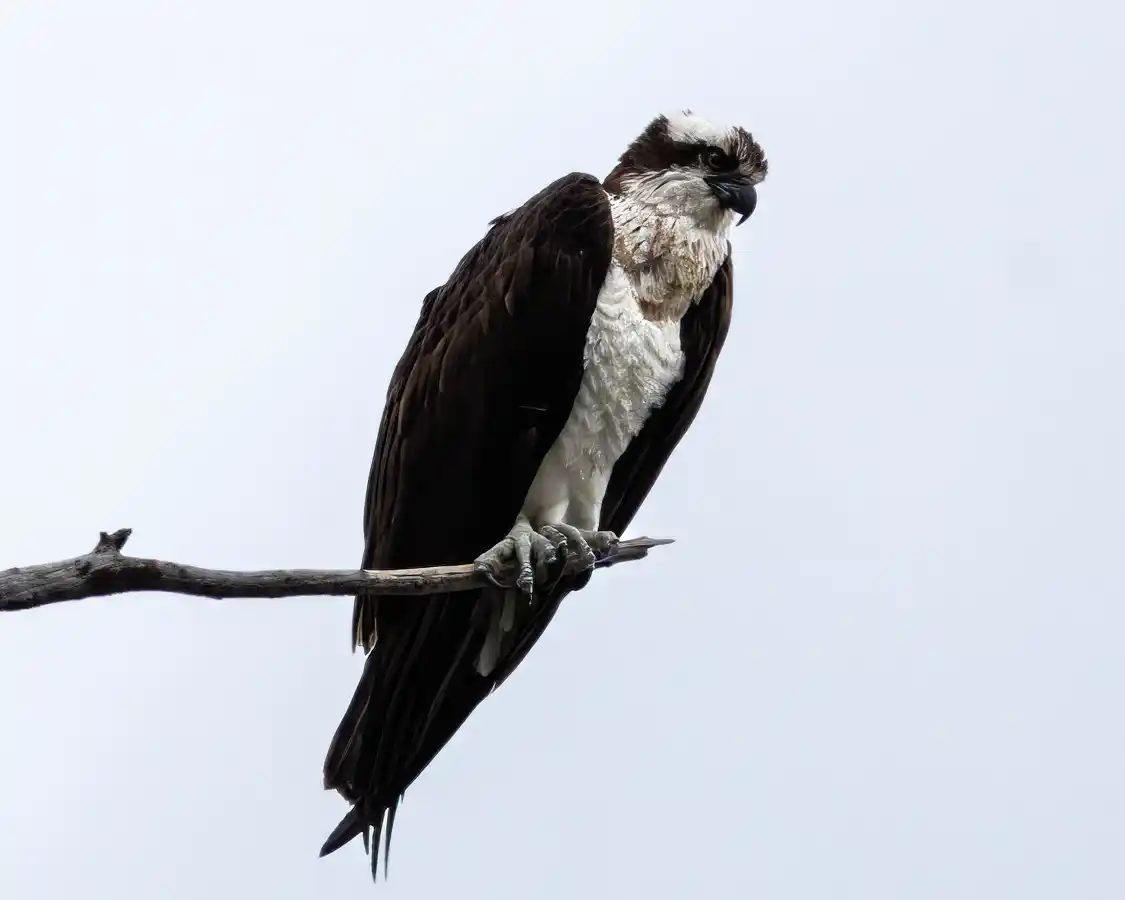 A large Osprey watches for prey over Vermilion Lake in Banff Alberta