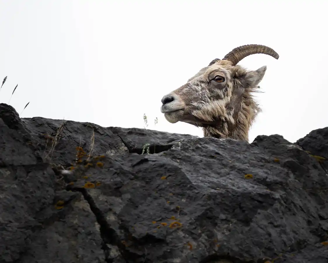 A mountain goat pokes its head from behind a rock along the Icefields Parkway