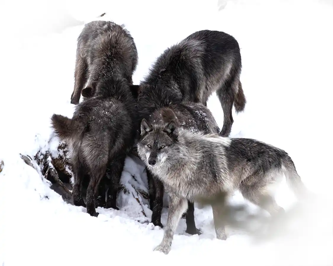 A pack of wolves during winter in Jasper National Park