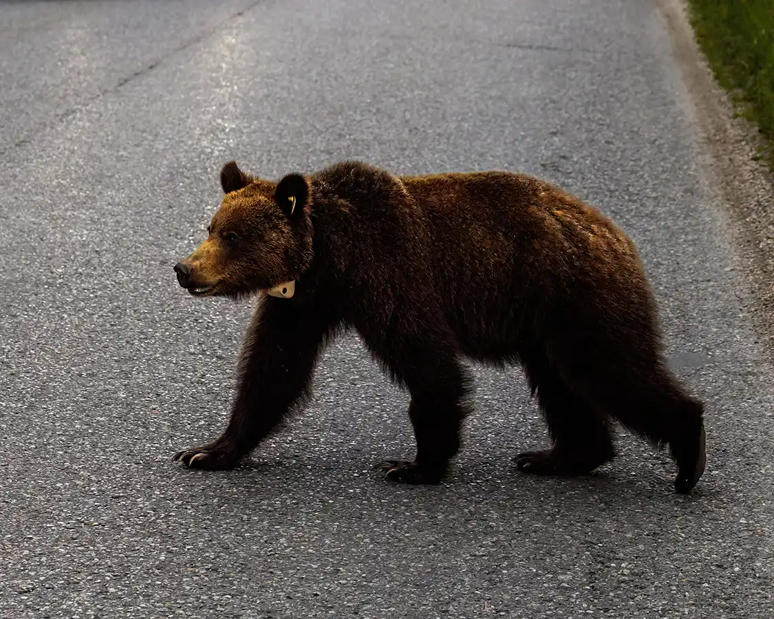 A young brown bear walks across a road in Jasper Alberta