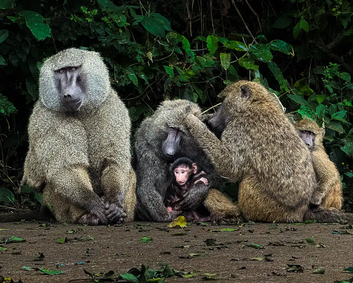 FAmily of baboons with a baby at the entrance to Ngorongoro Conservation area