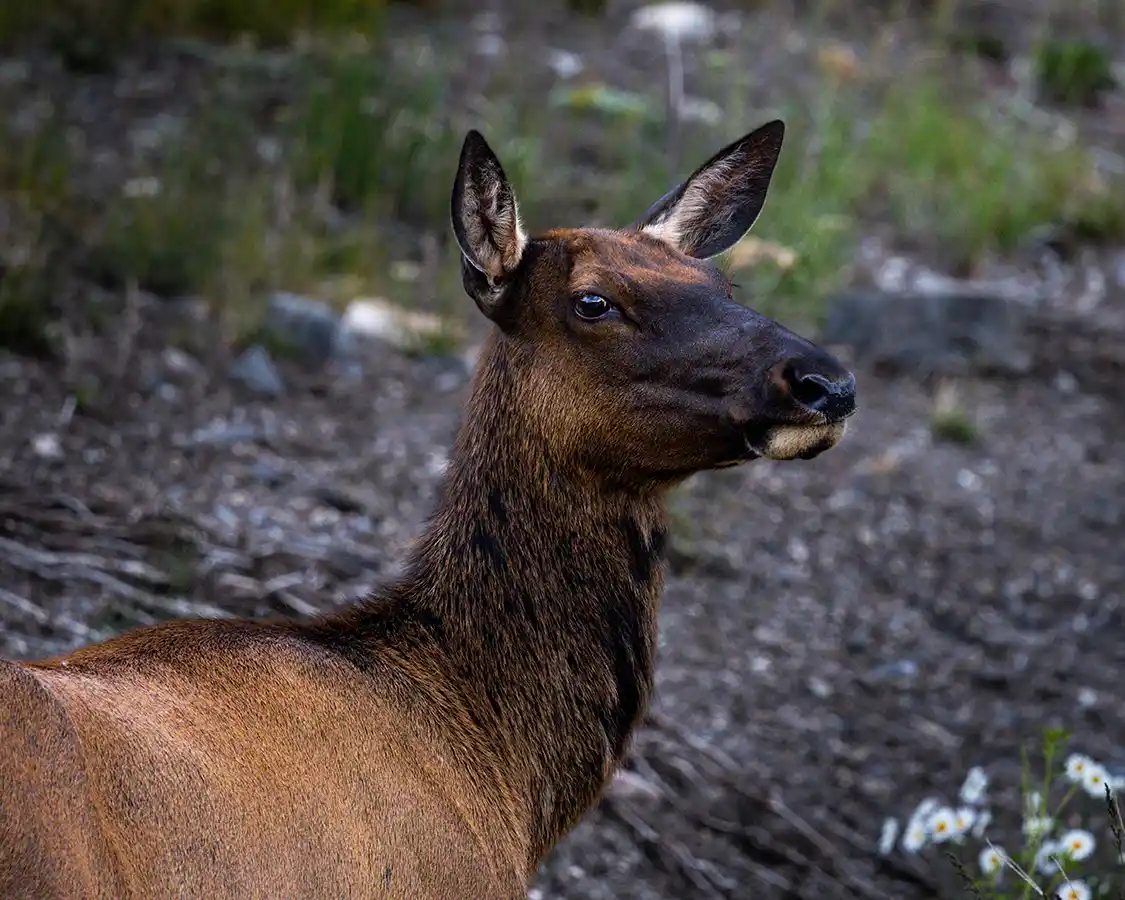 Female elk near Banff Alberta
