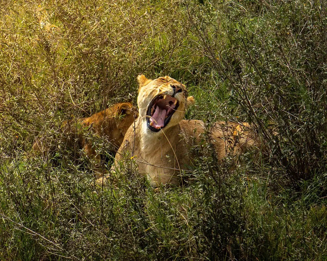Female lions in the grass at Ngorongoro Conservation Area