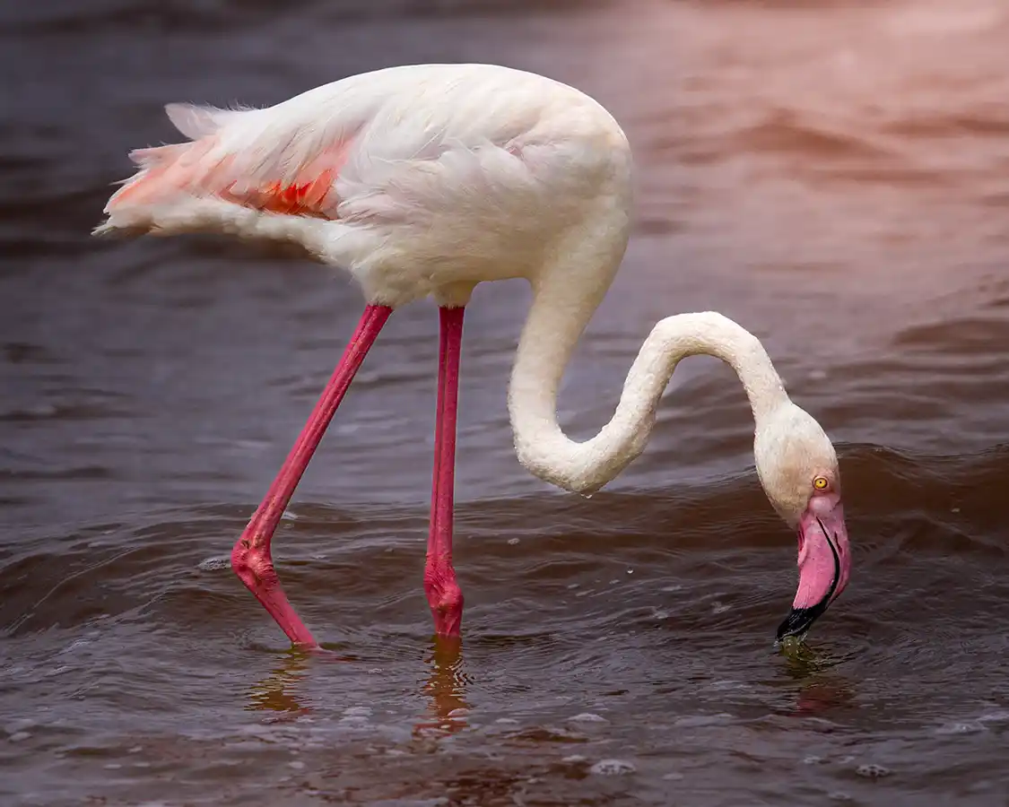 Flamingo in pink Lake Magadi in Ngorongoro crater
