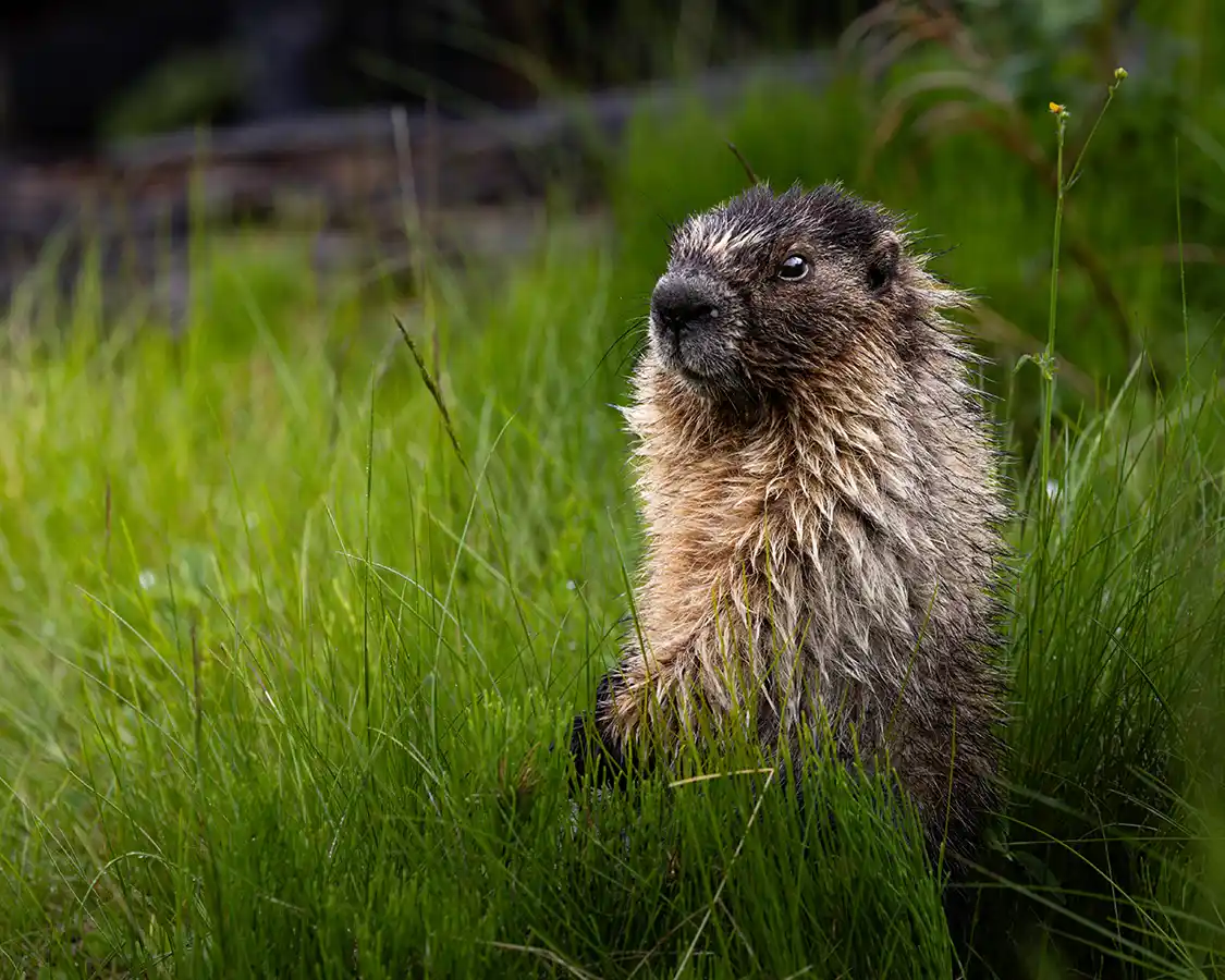 Hoary Marmot poking its head out of the grass near Maligne Lake Alberta