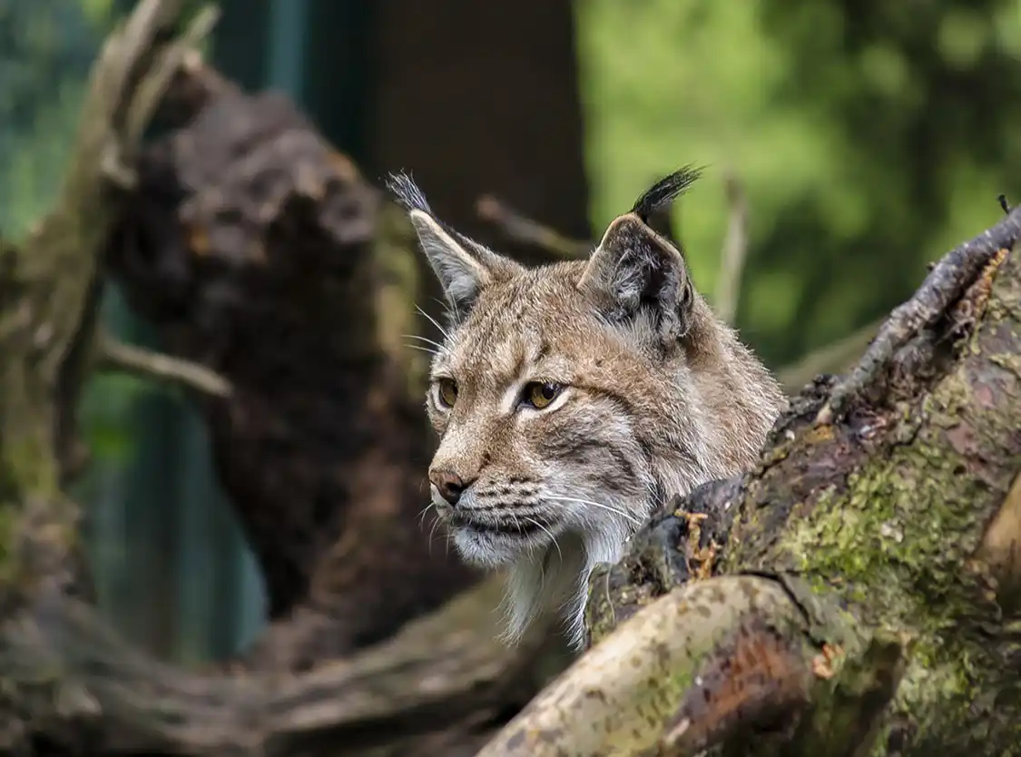 Lynx poking its head out from a downed tree