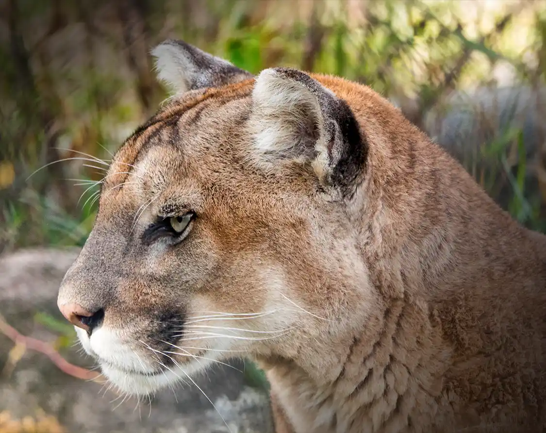 Mountain lion in the Canadian Rockies